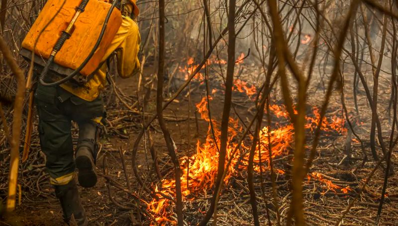 Pantanal en llamas: 520 mil hectáreas quemadas en Mato Grosso del Sur