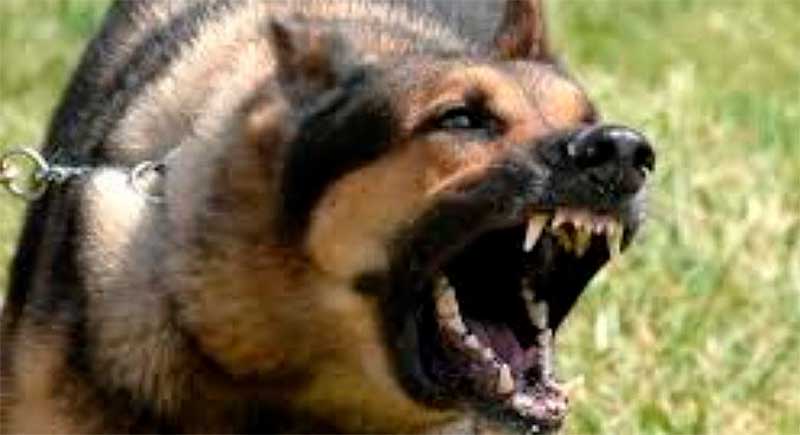 Morir por una mordida: El sistema de salud le falló a la niña con rabia en Cochabamba